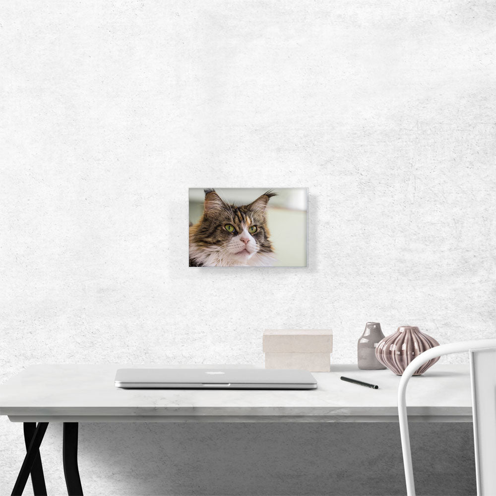 Maine Coon Cat Home decor