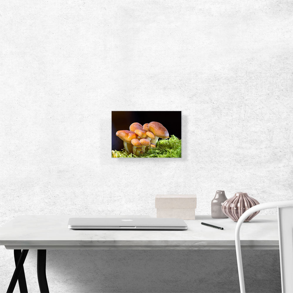Mushrooms Home decor