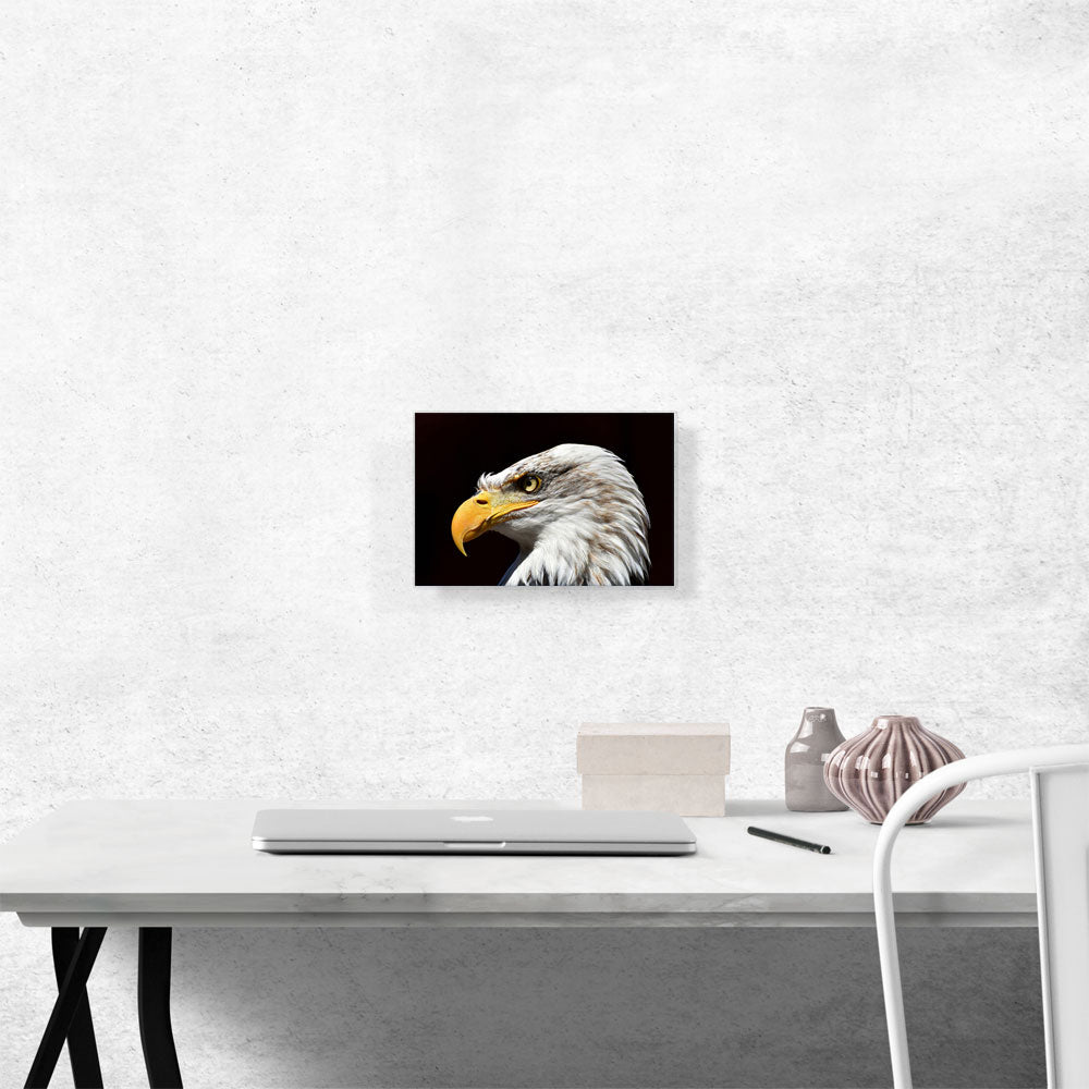 Bald Eagle Portrait Home decor