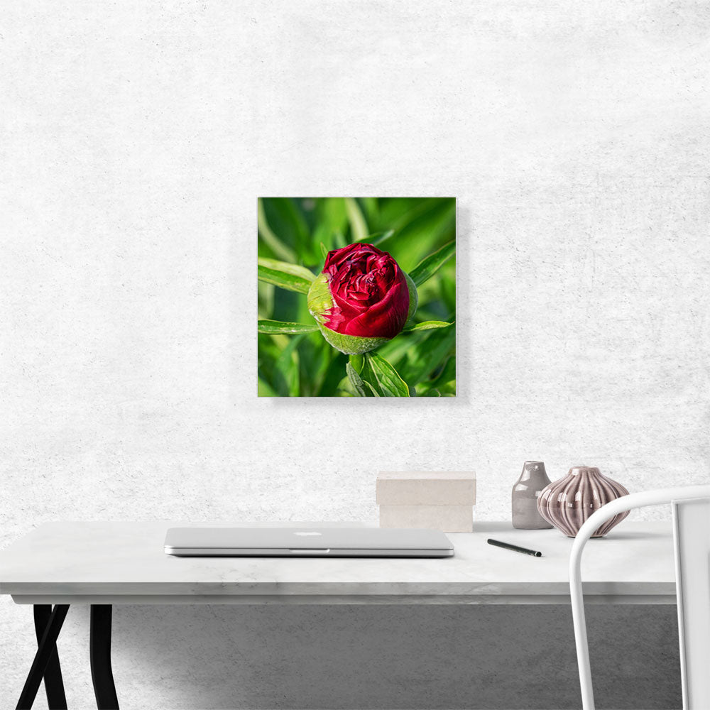 Peony Red Flower Home decor