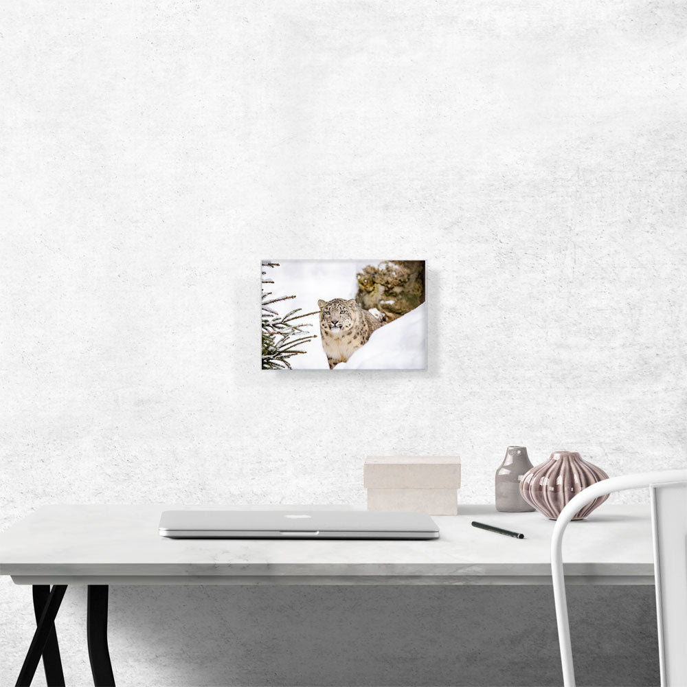 Snow Leopard Home decor
