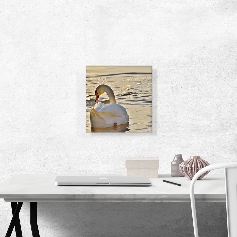 Swan In Lake Home Decor Square