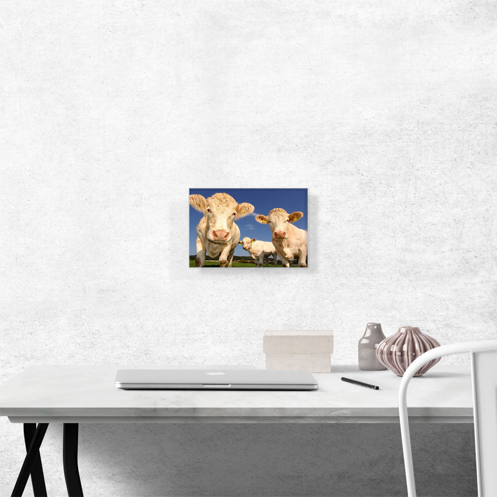 White Cows In The Field Home decor