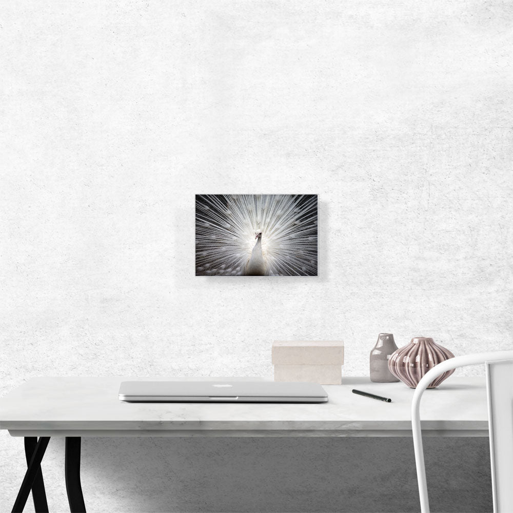 White Peacock Home decor