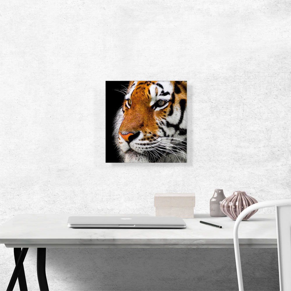 Bengal Tiger Zoo decor