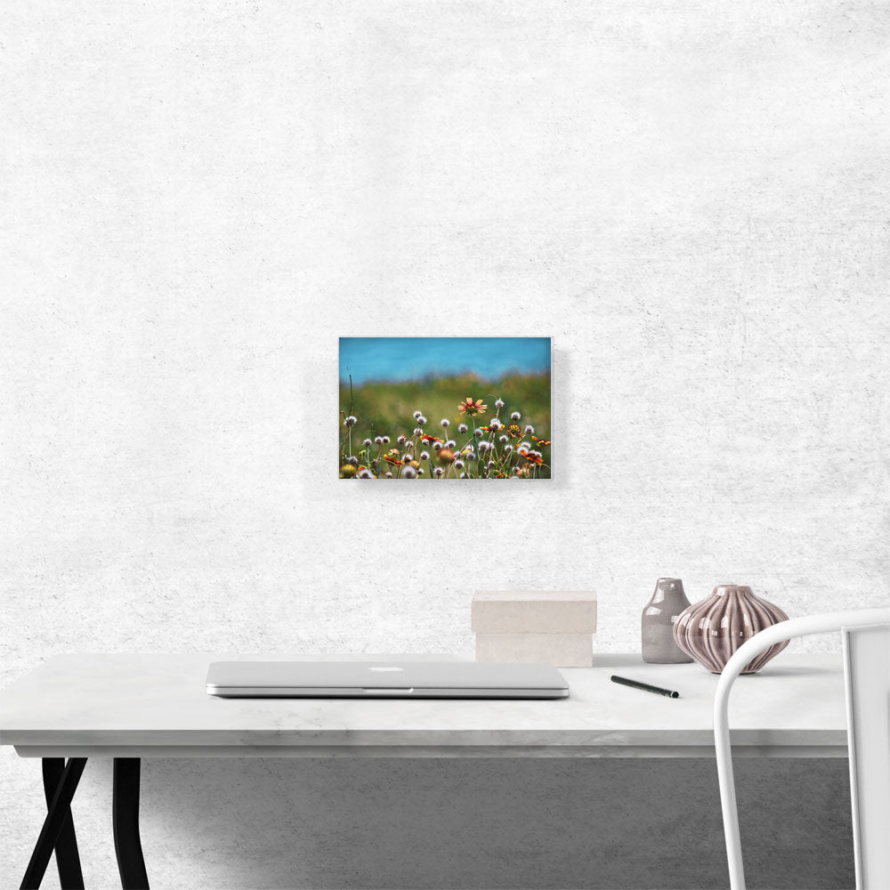 Dandelions Field and Orange Flowers