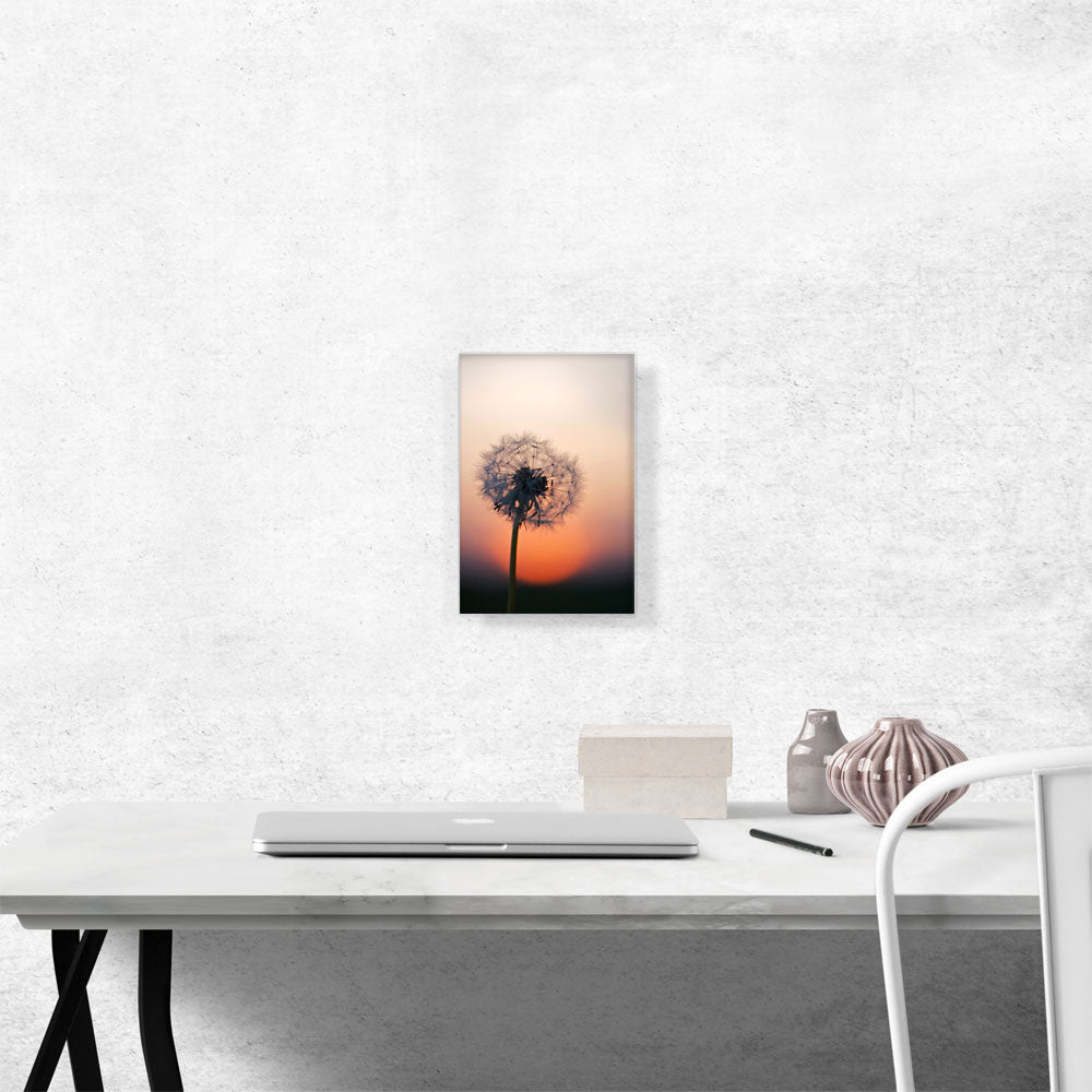 Single Dandelion Closeup and Sunset