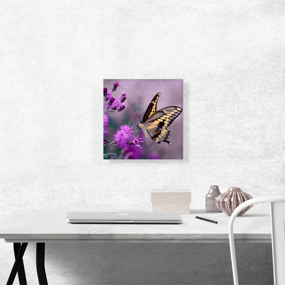 Tiger Butterfly in Purple Flower