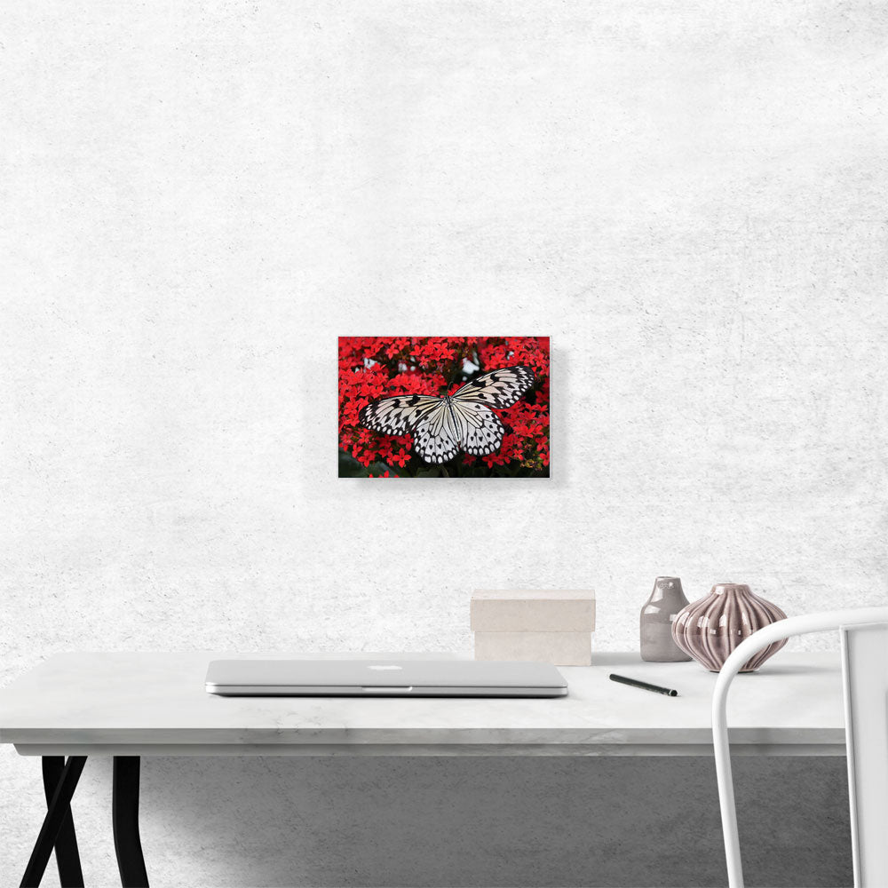 Malabar Butterfly on Red Flowers Home decor