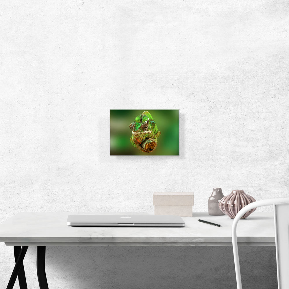 Chameleon Home decor