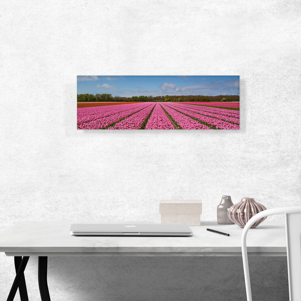 Pink Tulips Field Panorama