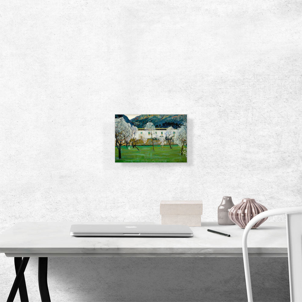 White Masia 1902