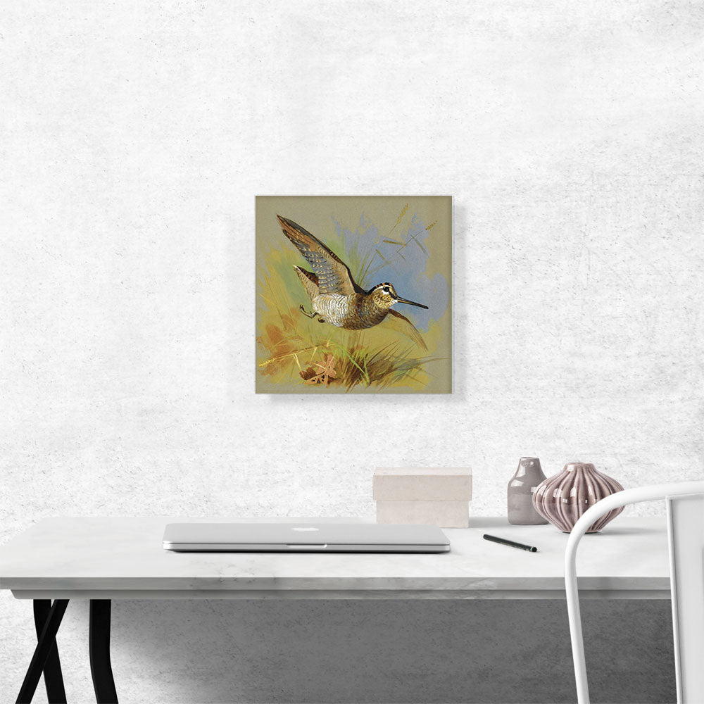 A Woodcock In Flight