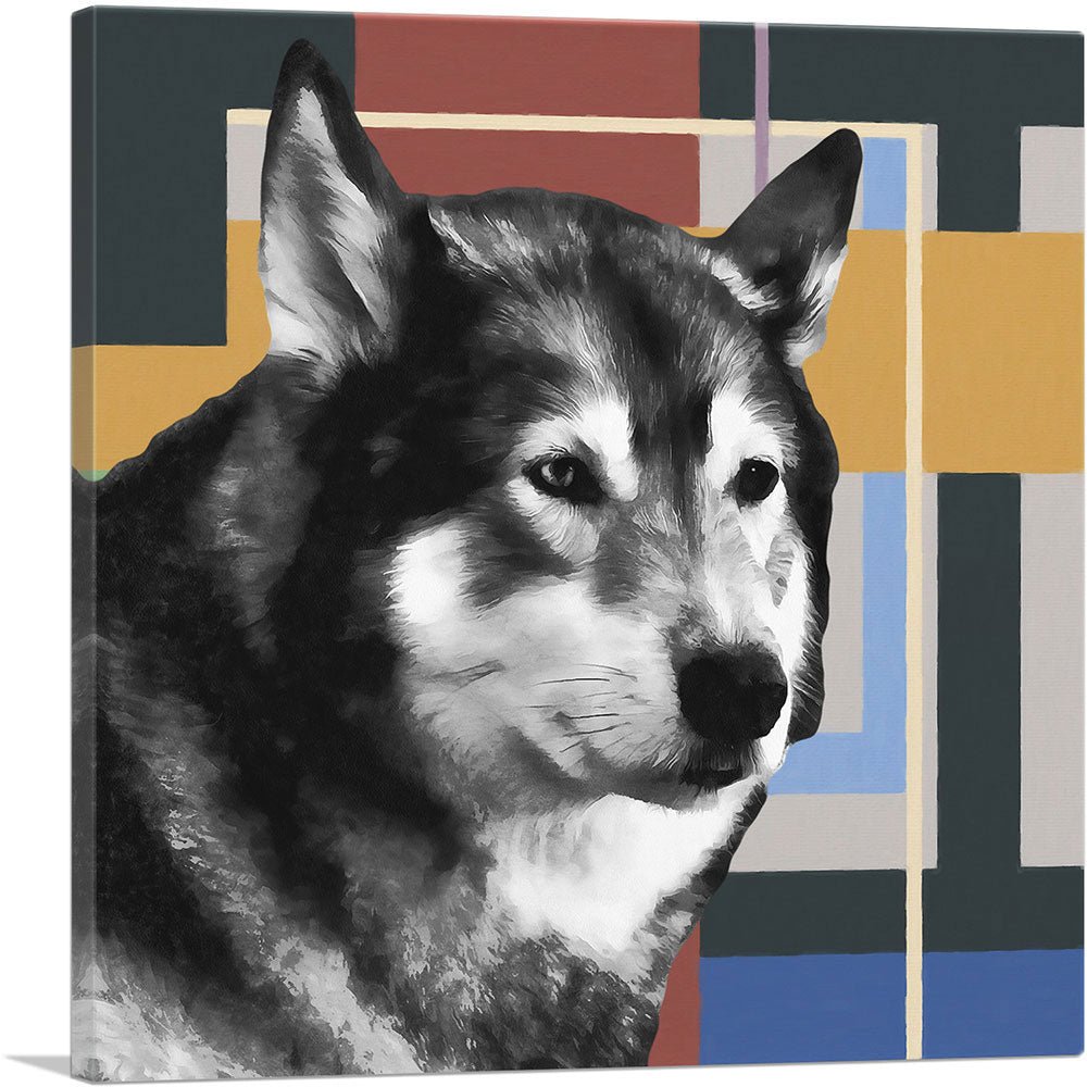 Alaskan Malamute Dog Breed Blue Yellow Red