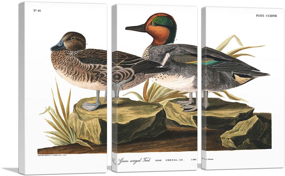 Green Winged Teal