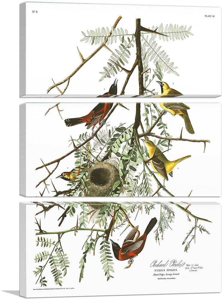 Orchard Oriole