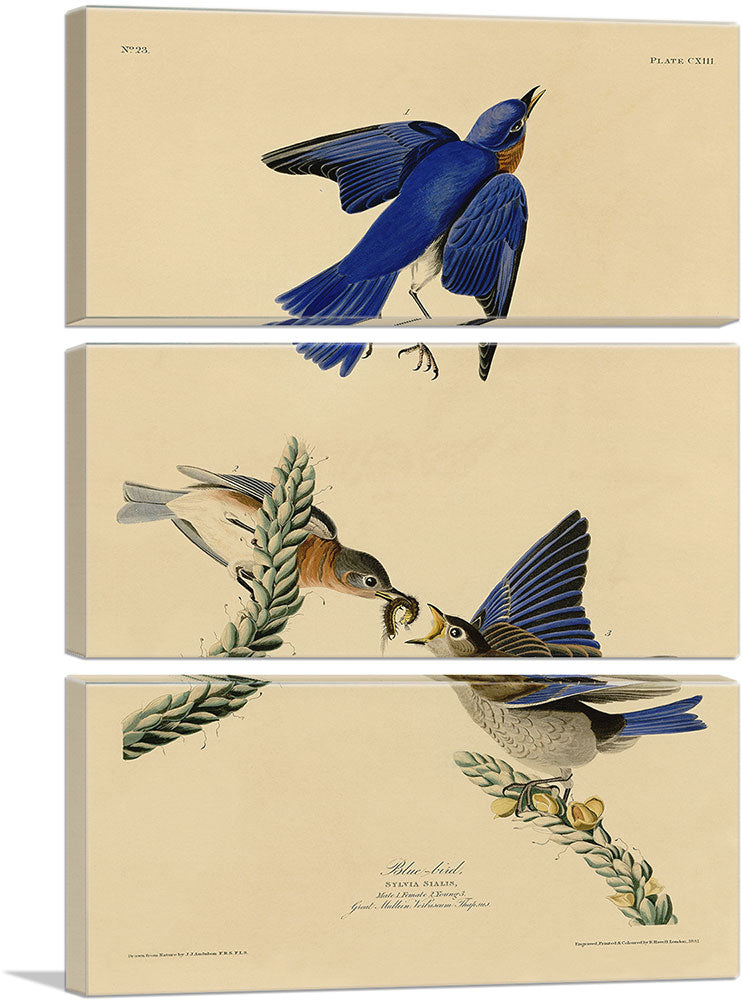 3-panel