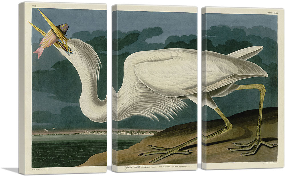 Great White Heron