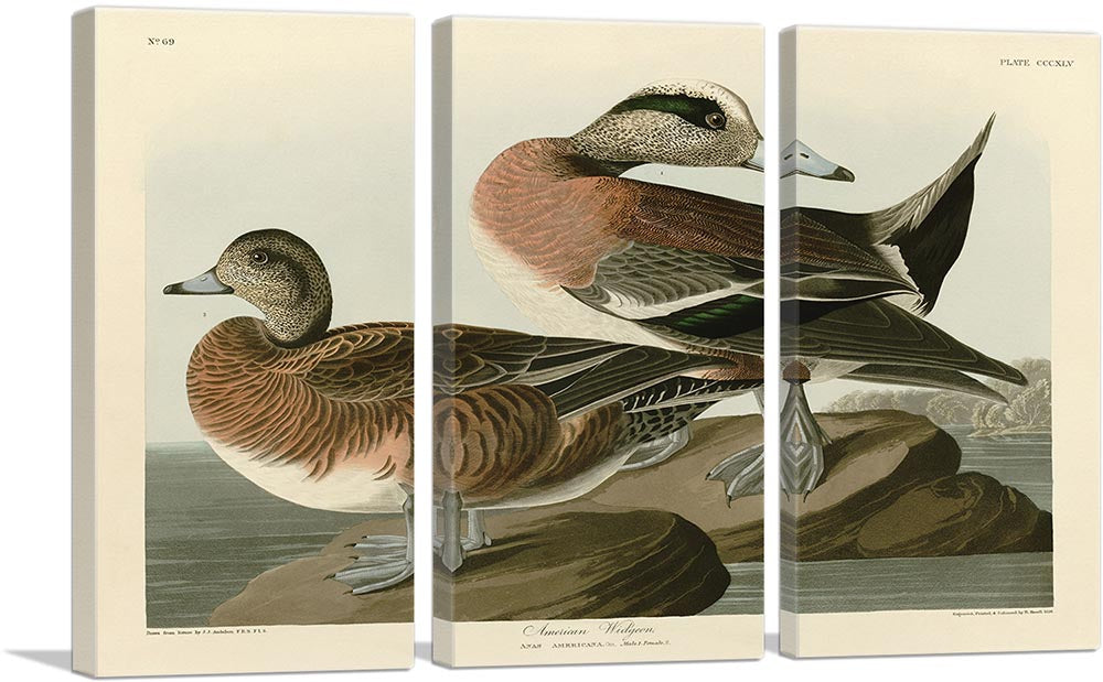 American Widgeon