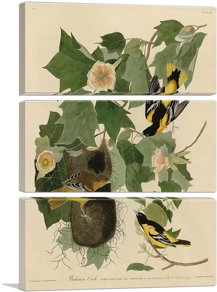 Baltimore Oriole