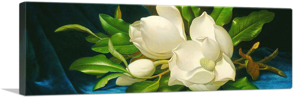Magnolias on a Blue Velvet Cloth Panoramic