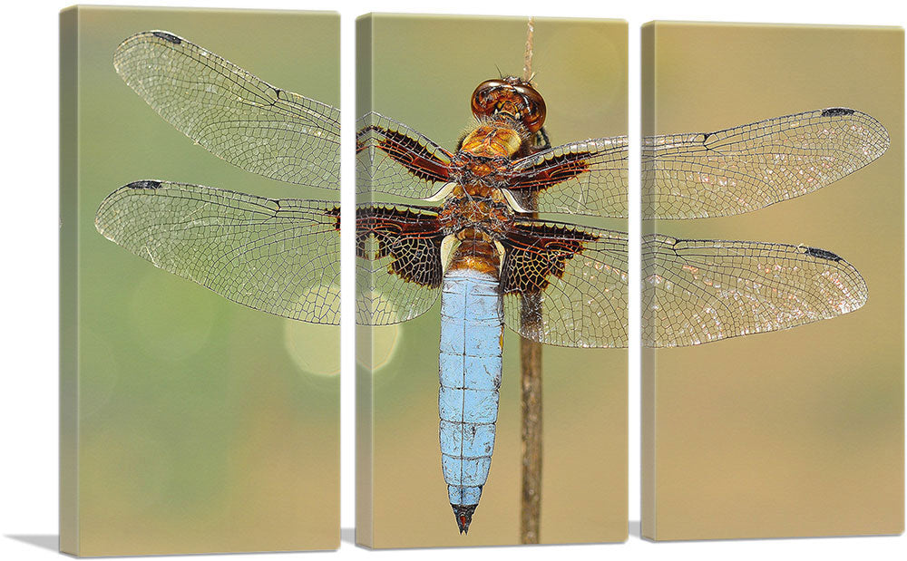 Dragonfly Home decor