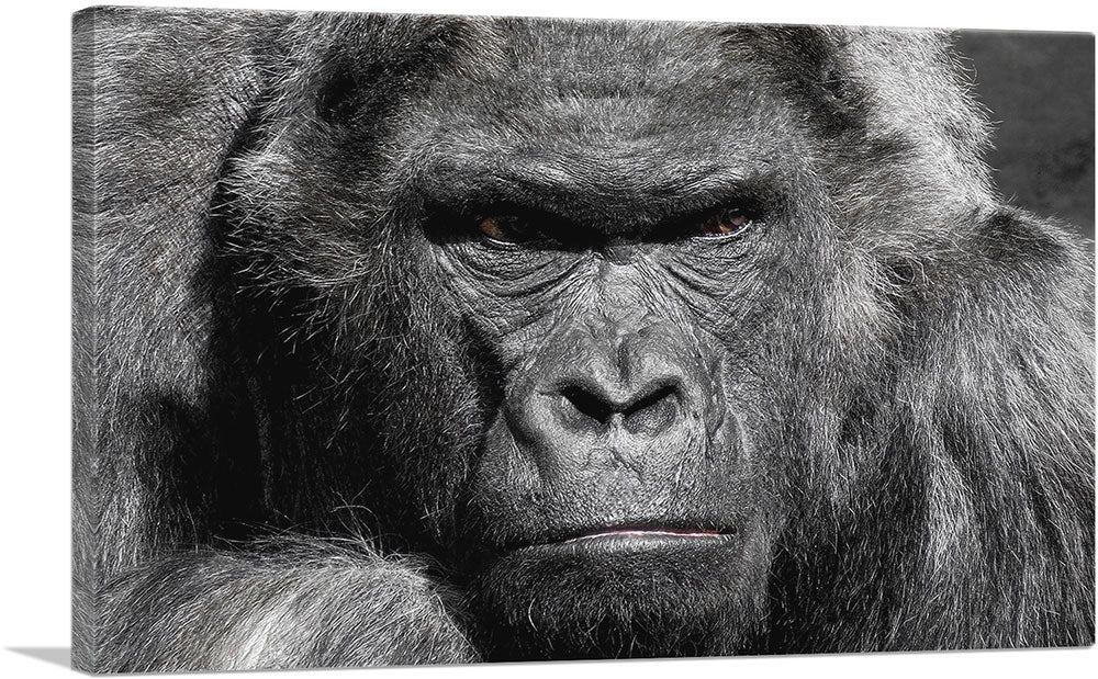 Angry Gorilla Home decor