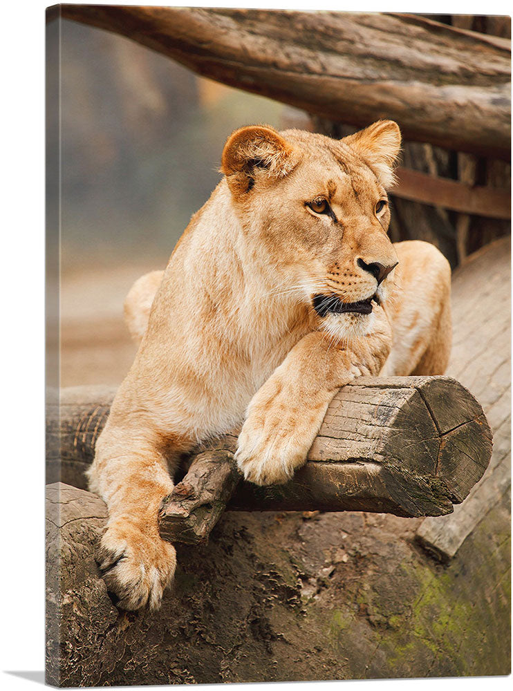 1-panel