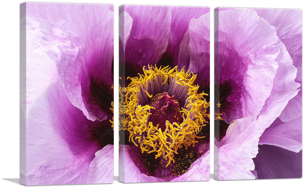 3-panel