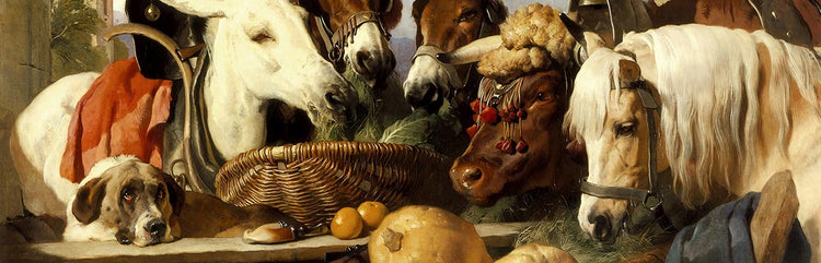 Animals