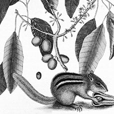 Mark Catesby