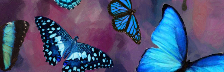 AC Butterflies