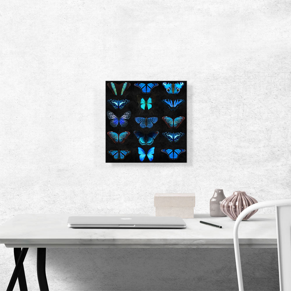 Navy Baby Blue Butterfly Wings Insect Black