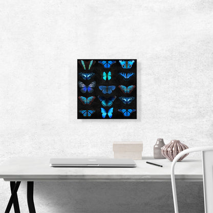 Navy Baby Blue Butterfly Wings Insect Black
