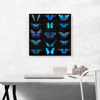 Navy Baby Blue Butterfly Wings Insect Black
