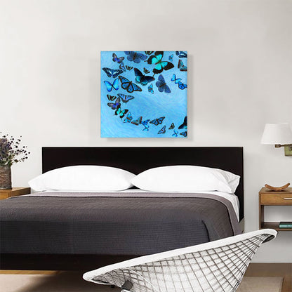 Baby Blue Black Butterfly Wings Insect