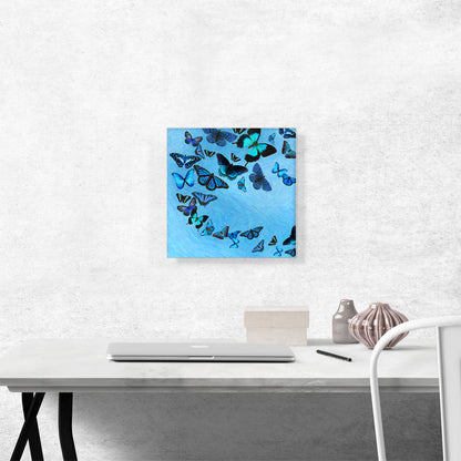 Baby Blue Black Butterfly Wings Insect