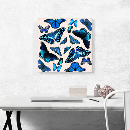 Blue Black Baby Butterfly Wings Insect
