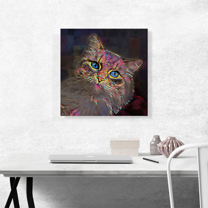 Norwegian Forest Cat Breed Blue Eyes