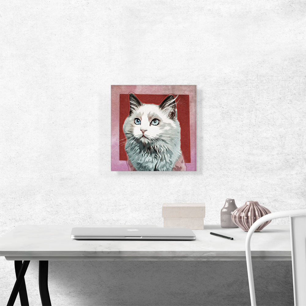 Ojos Azules Cat Breed Red