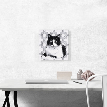 Aegean Cat Breed Gray
