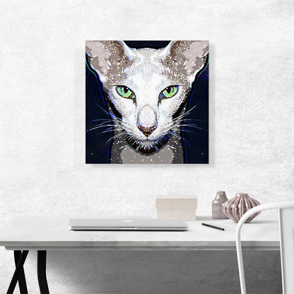 Oriental Shorthair Cat Breed Dark