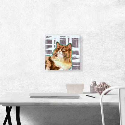 Ragamuffin Cat Breed