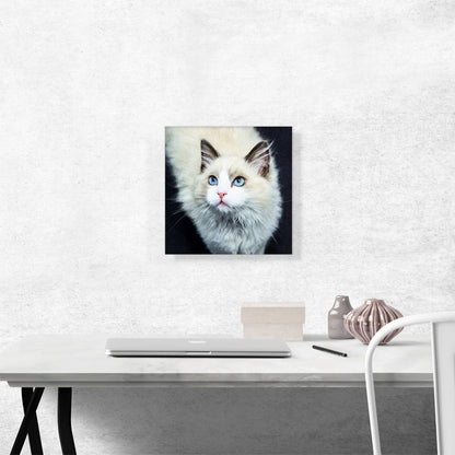 Ragdoll Cat Breed Dark