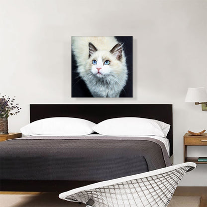 Ragdoll Cat Breed Dark