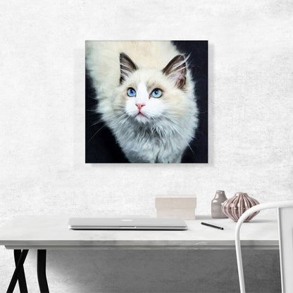 Ragdoll Cat Breed Dark