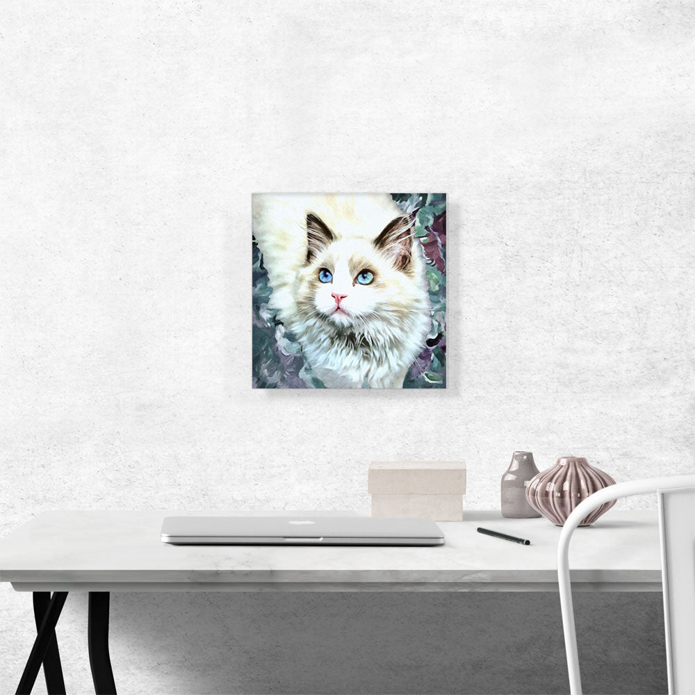 Ragdoll Cat Breed Glamour