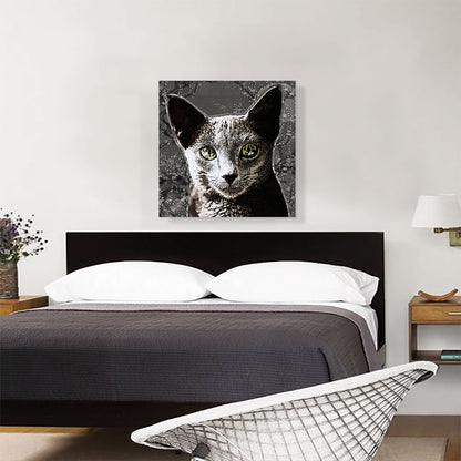 Russian Blue Cat Breed Charcoal