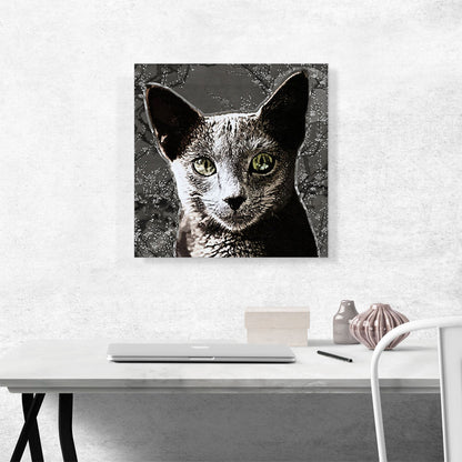 Russian Blue Cat Breed Charcoal