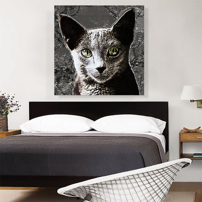 Russian Blue Cat Breed Charcoal
